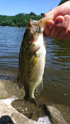 ブラックバスの釣果