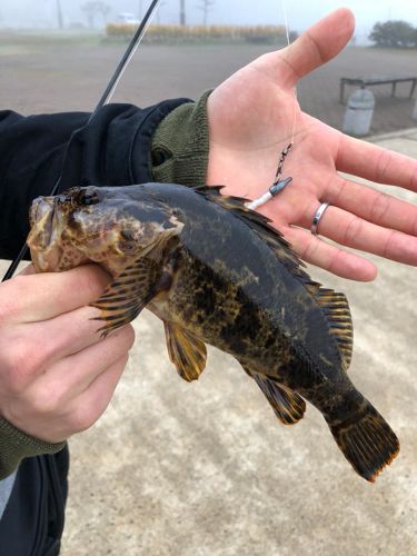 タケノコメバルの釣果