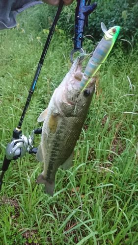 ブラックバスの釣果