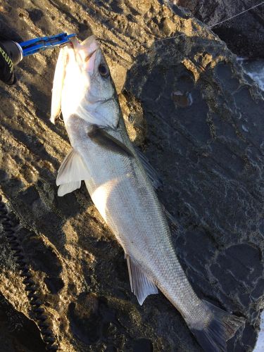 スズキの釣果