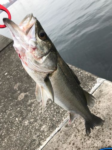 フッコ（マルスズキ）の釣果