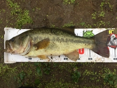 ブラックバスの釣果