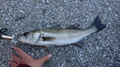 シーバスの釣果