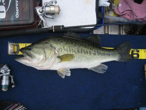 ブラックバスの釣果