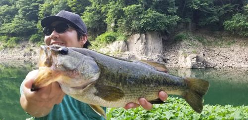 ブラックバスの釣果