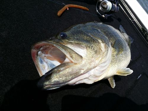 ブラックバスの釣果