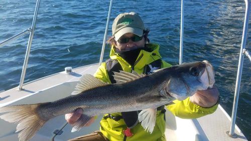 シーバスの釣果