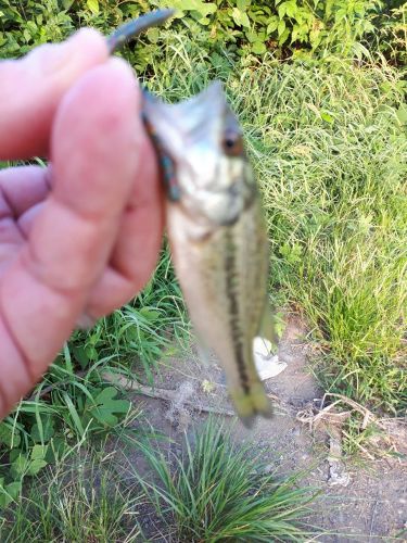 ラージマウスバスの釣果