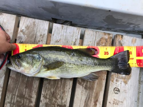 ブラックバスの釣果