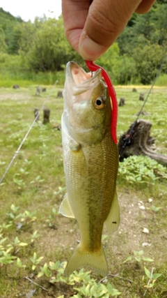 ブラックバスの釣果