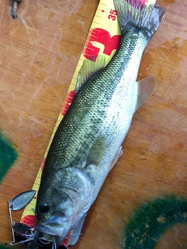 ブラックバスの釣果