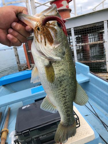 ラージマウスバスの釣果