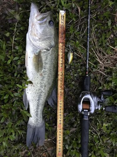 ブラックバスの釣果