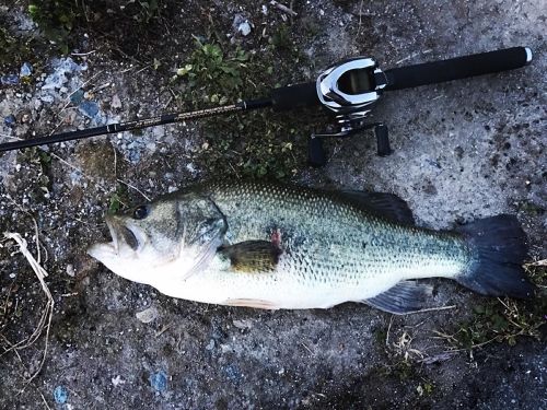 ブラックバスの釣果