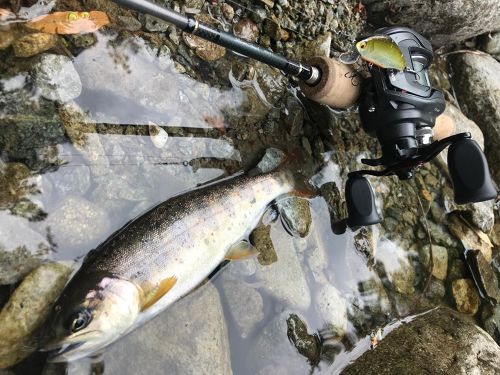 アマゴの釣果