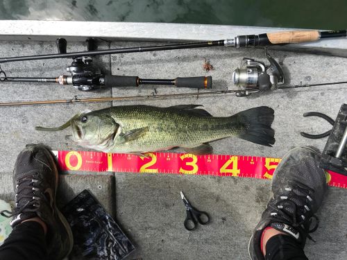 ブラックバスの釣果