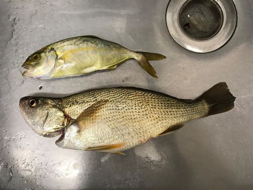 ショゴの釣果