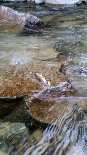 イワナの釣果