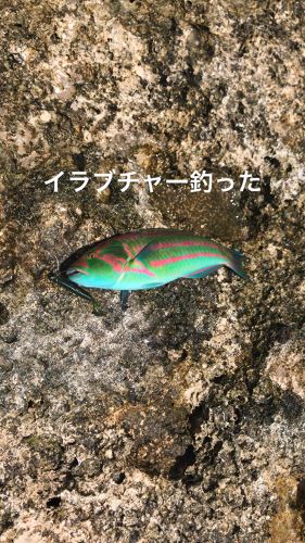 イラブチャーの釣果