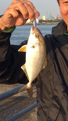 ショゴの釣果