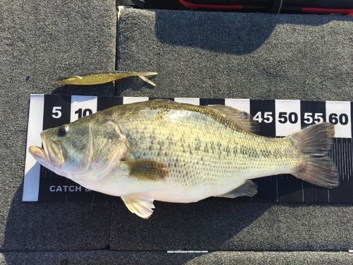 ブラックバスの釣果