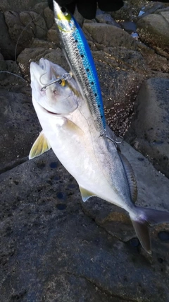 シオの釣果