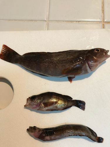 アイナメの釣果