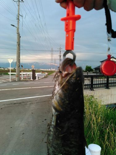 ナマズの釣果