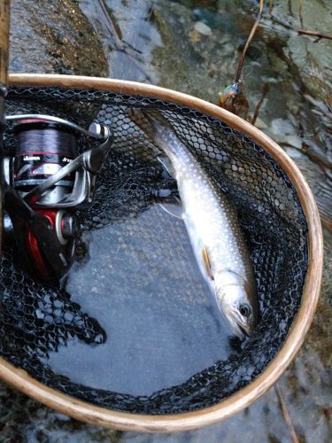 イワナの釣果