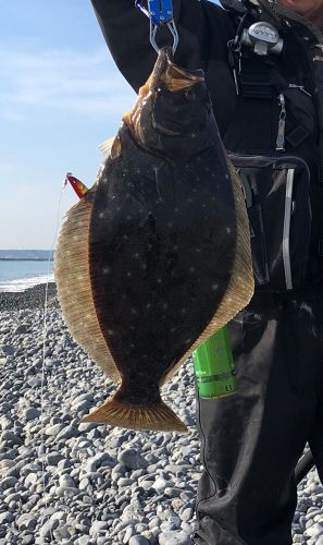 ヒラメの釣果