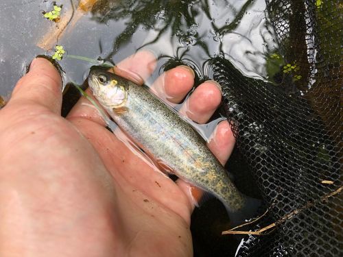 イワナの釣果