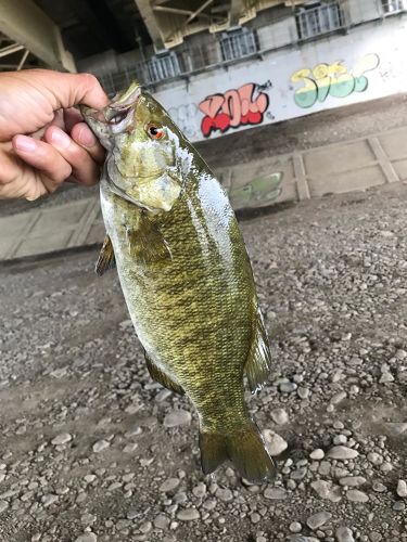 スモールマウスバスの釣果