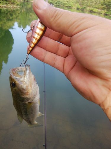 ブラックバスの釣果