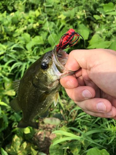 ブラックバスの釣果