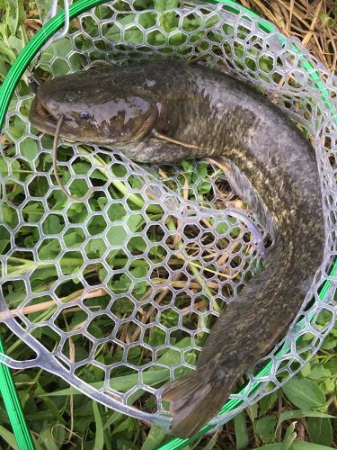 ナマズの釣果