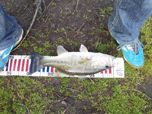 ブラックバスの釣果