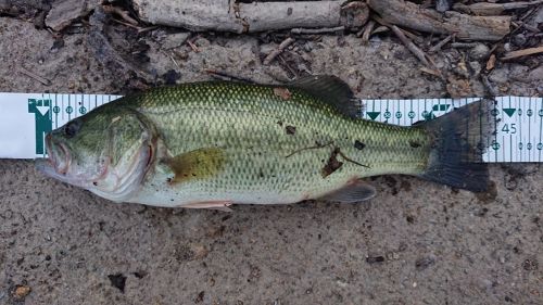 ラージマウスバスの釣果