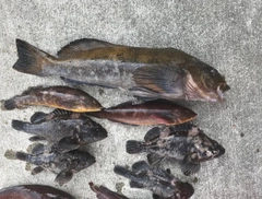 アイナメの釣果