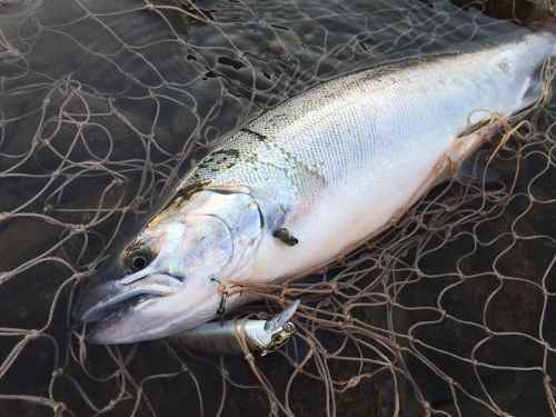 サクラマスの釣果