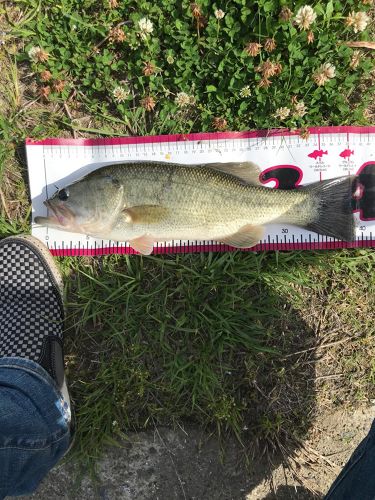 ブラックバスの釣果