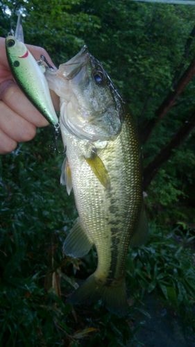 ラージマウスバスの釣果