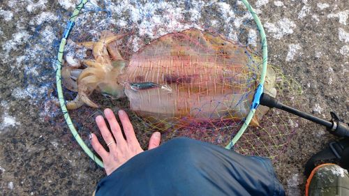 アオリイカの釣果