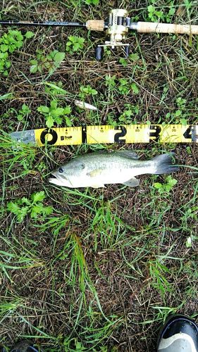 ブラックバスの釣果