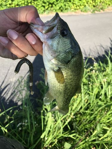 ブラックバスの釣果