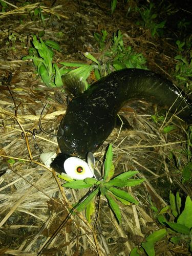 ナマズの釣果