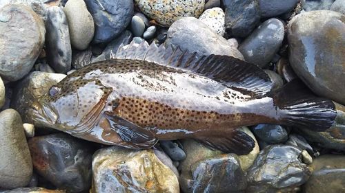 シラヌイハタの釣果