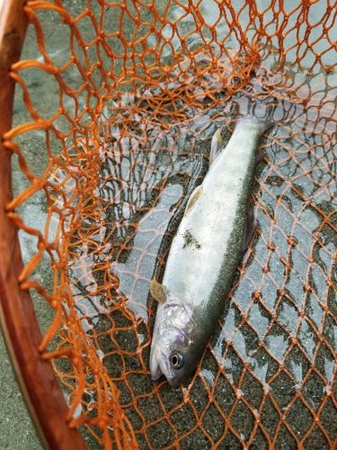 イワナの釣果