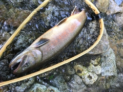 イワナの釣果