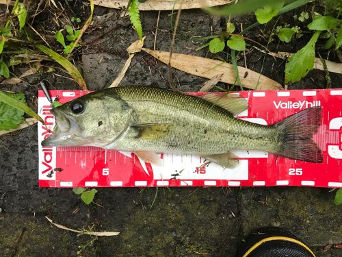 ブラックバスの釣果