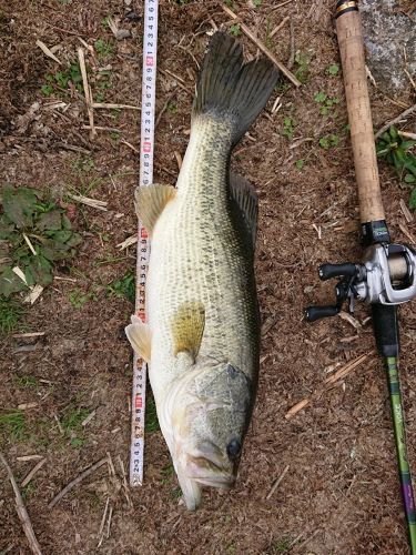 ブラックバスの釣果